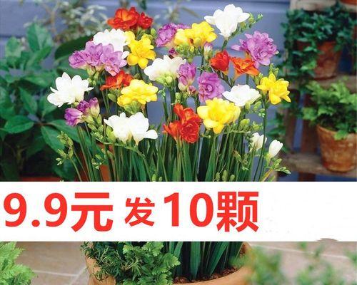 六月份适合种什么花卉植物容易成活？有哪些推荐？