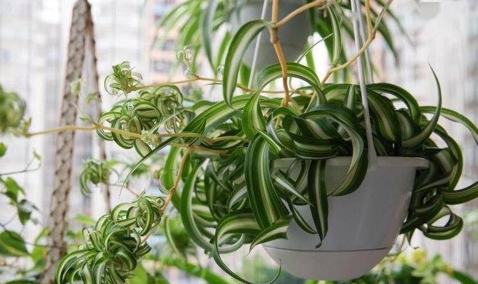 六月份适合种什么花卉植物容易成活？有哪些推荐？