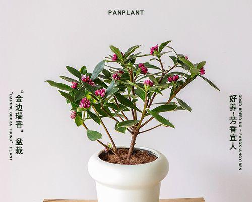 六月份适合种什么花卉植物容易成活？有哪些推荐？