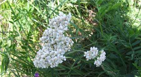 猫尾草（探索猫尾草的神秘之美）