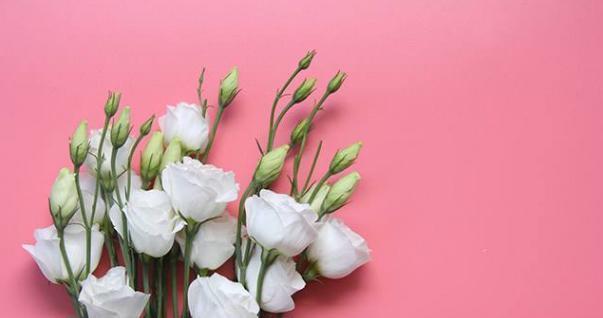 猫尾草（探索猫尾草的神秘之美）