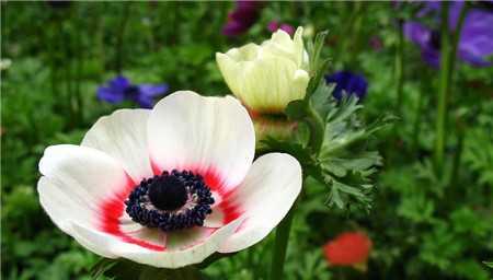 猫尾草（探索猫尾草的神秘之美）