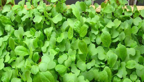 鸡毛菜种子怎么种植？种植过程中的常见问题有哪些？