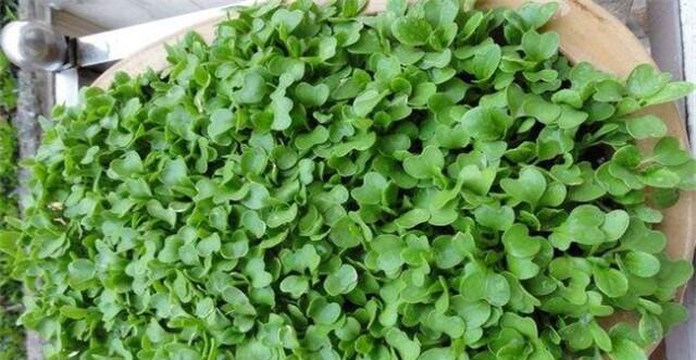 鸡毛菜种子怎么种植？种植过程中的常见问题有哪些？