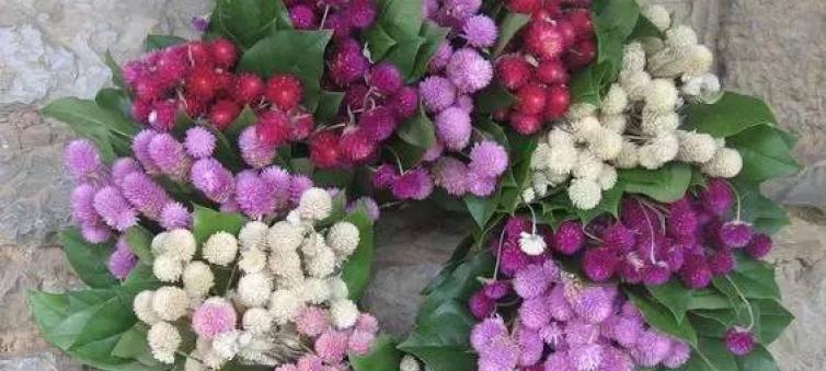 千日红花的花语——永恒不朽（以千日红为主题的花语表达了生命的延续和不朽的意义）