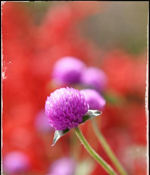 千日红花的花语——永恒不朽（以千日红为主题的花语表达了生命的延续和不朽的意义）