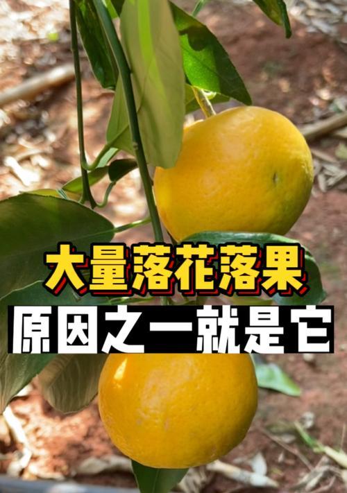 苹果落果是什么原因造成的?如何预防和解决? 苹果落果是什么原因造成的?如何预防和解决?
