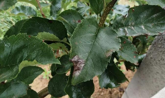 苹果落果是什么原因造成的?如何预防和解决? 苹果落果是什么原因造成的?如何预防和解决?