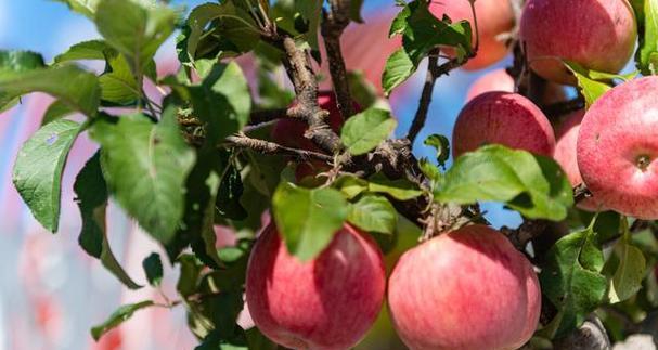 苹果落果是什么原因造成的?如何预防和解决? 苹果落果是什么原因造成的?如何预防和解决?