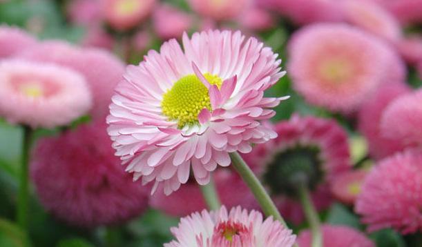 单纯之美——百合的花语（百合花）