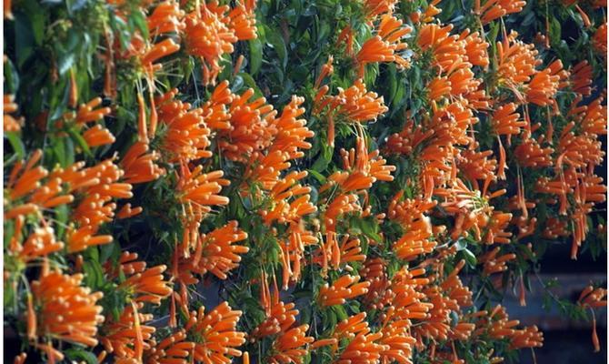 炮仗花是常绿植物吗？了解其生长特性与养护要点？