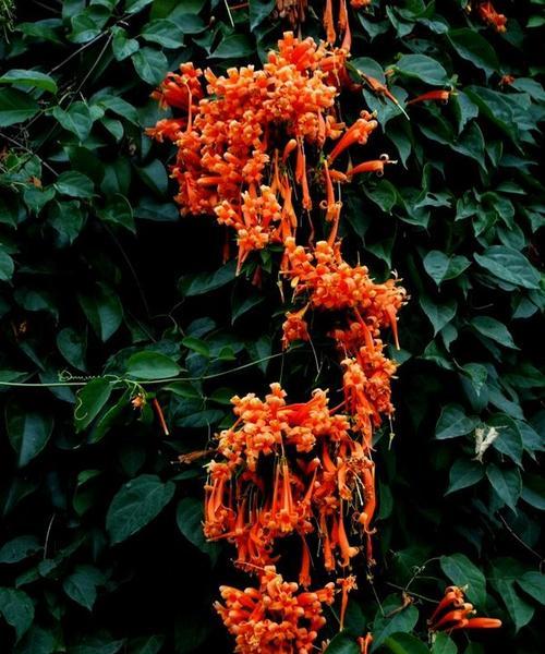 炮仗花是常绿植物吗？了解其生长特性与养护要点？