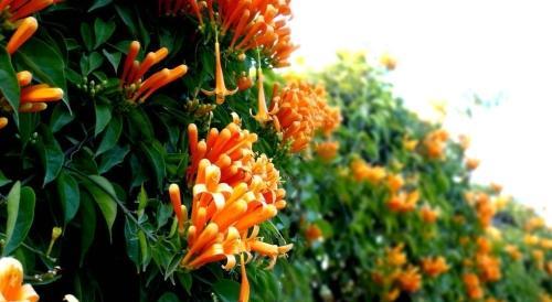 炮仗花是常绿植物吗？了解其生长特性与养护要点？