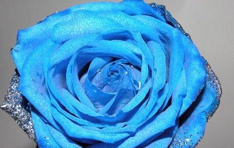 蓝色妖姬花的深层寓意(探寻蓝色妖姬花背后的心灵之旅) 蓝色妖姬花的深层寓意(探寻蓝色妖姬花背后的心灵之旅)