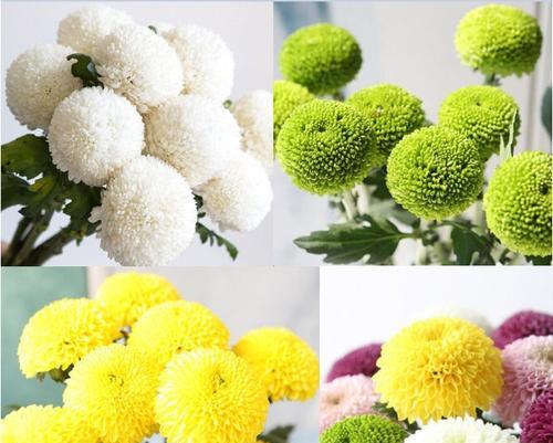 乒乓菊不开花怎么回事？如何解决？