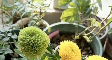 乒乓菊不开花怎么回事？如何解决？