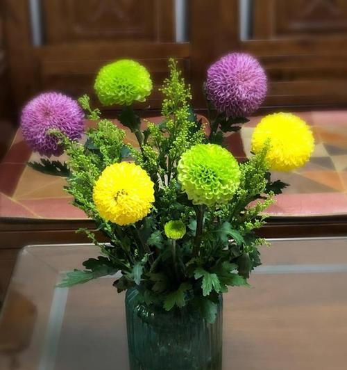 乒乓菊不开花怎么回事？如何解决？