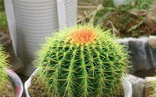 仙人球花花语的寓意与象征（探寻仙人球花的隐含含义）