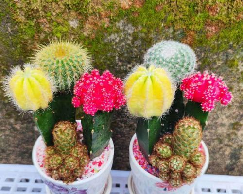 仙人球花花语的寓意与象征（探寻仙人球花的隐含含义）