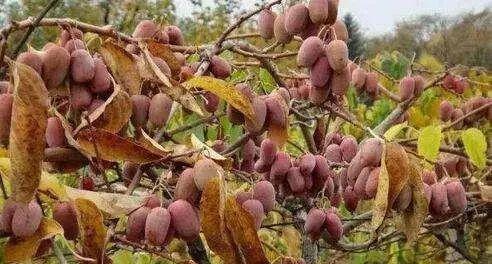 软枣带皮食用安全吗？食用软枣的正确方法是什么？