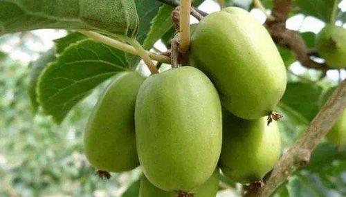 软枣带皮食用安全吗？食用软枣的正确方法是什么？