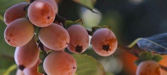 软枣带皮食用安全吗？食用软枣的正确方法是什么？