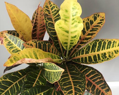 以变叶木的风水寓意和摆放位置（提升财运与居家吉祥的秘密）