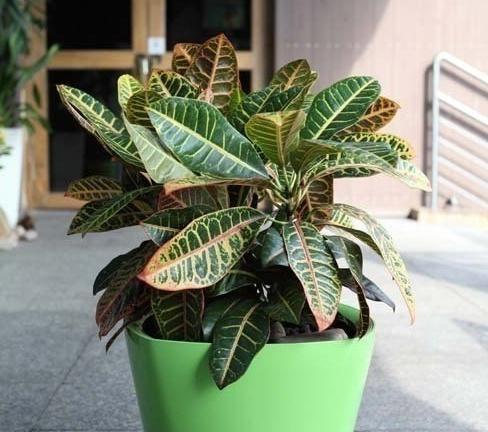 以变叶木的风水寓意和摆放位置（提升财运与居家吉祥的秘密）