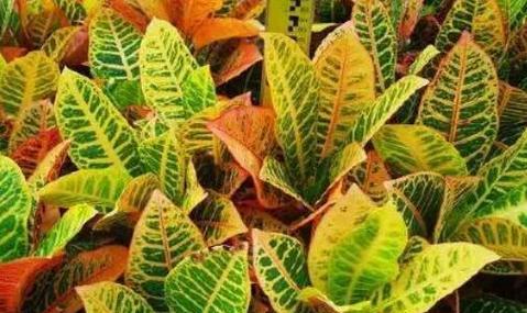 以变叶木的风水寓意和摆放位置（提升财运与居家吉祥的秘密）