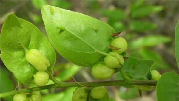 五倍子开花时间是什么时候？花期持续多久？