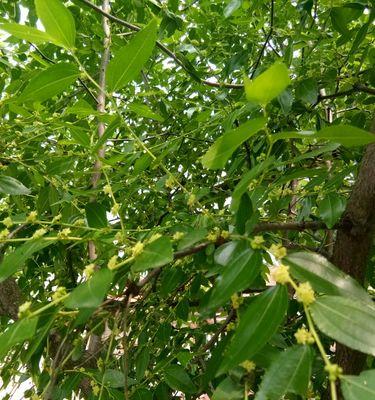 五倍子开花时间是什么时候？花期持续多久？