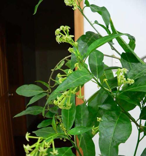 夜来香之美(永恒的香气) 夜来香之美(永恒的香气)