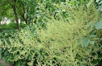 五倍子开花时间是什么时候？花期持续多久？