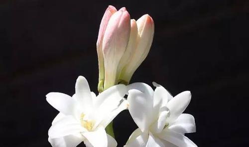 夜来香之美(永恒的香气) 夜来香之美(永恒的香气)