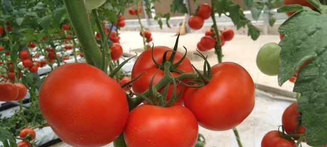 西红柿冬天会冻死吗？如何在寒冷季节保护西红柿？