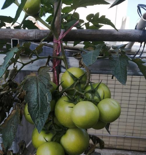 西红柿冬天会冻死吗？如何在寒冷季节保护西红柿？