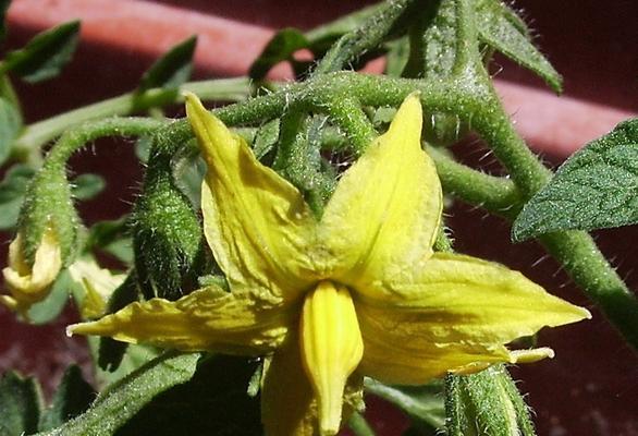 西红柿冬天会冻死吗？如何在寒冷季节保护西红柿？