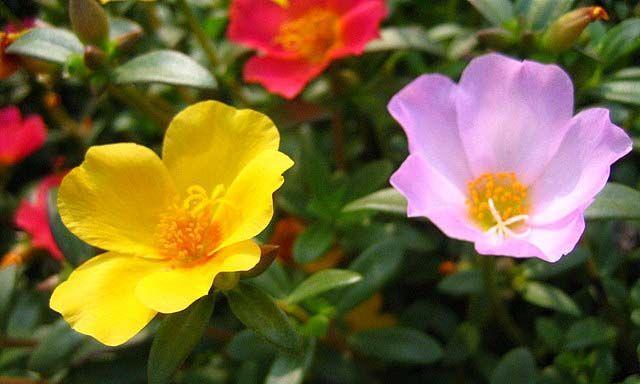 多彩太阳花的花语（揭示太阳花不同颜色的意义）