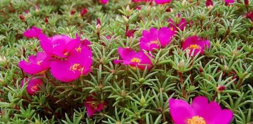 多彩太阳花的花语（揭示太阳花不同颜色的意义）