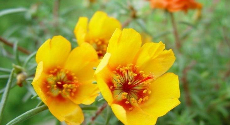 多彩太阳花的花语（揭示太阳花不同颜色的意义）