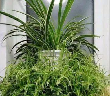 啤酒可以做肥料吗？使用啤酒作为肥料的正确方法是什么？