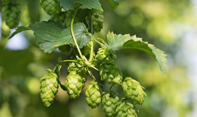 啤酒可以做肥料吗？使用啤酒作为肥料的正确方法是什么？