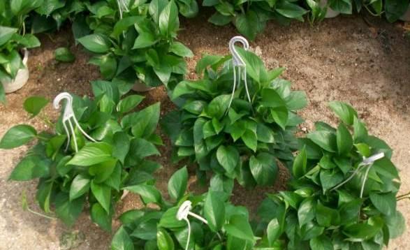 啤酒可以做肥料吗？使用啤酒作为肥料的正确方法是什么？