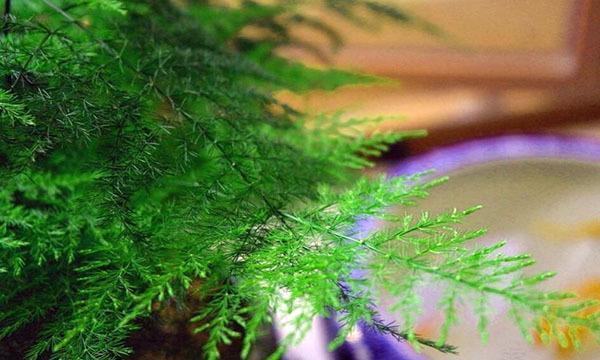 文竹花语-展示坚韧与成长的力量（文竹花语及其象征意义）