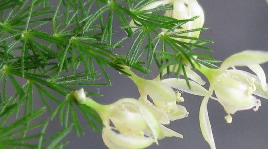 文竹花语-展示坚韧与成长的力量（文竹花语及其象征意义）