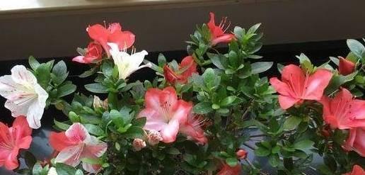 阿司匹林浇菊花有什么效果？使用方法是什么？