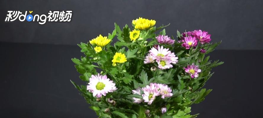 阿司匹林浇菊花有什么效果？使用方法是什么？