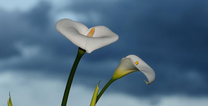 马蹄莲花(揭秘马蹄莲花的十五种美好寓意) 马蹄莲花(揭秘马蹄莲花的十五种美好寓意)