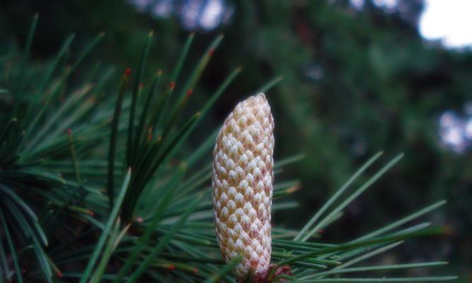 松树的花是什么颜色？常见松树品种的花色有哪些？