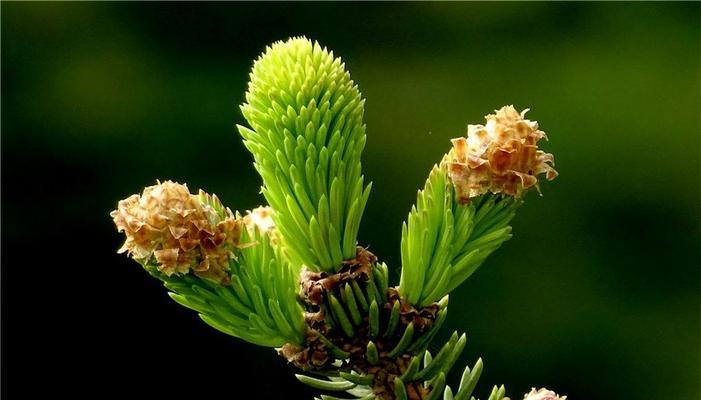 松树的花是什么颜色？常见松树品种的花色有哪些？